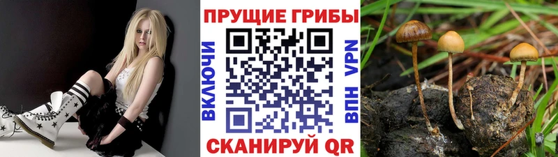 Купить  Моршанск  Галлюциногенные грибы Psilocybine cubensis 